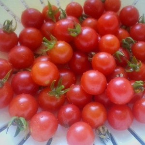 12198_10204234913010521_5485512388946404886_n