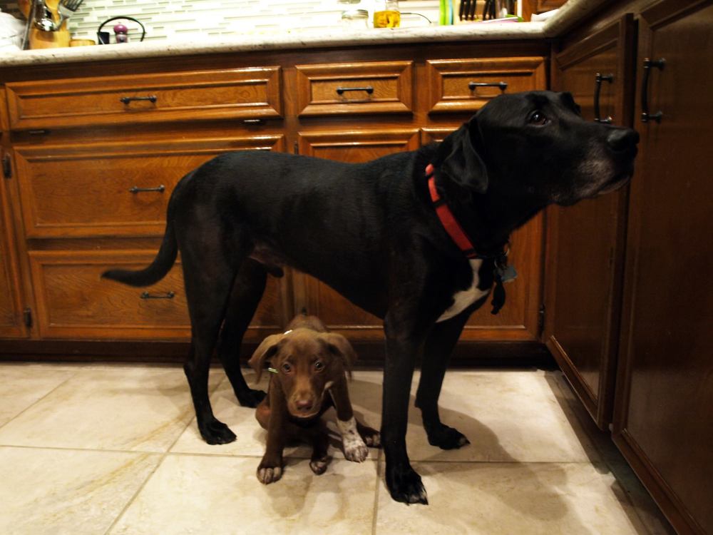 11722271_905576966152324_5594637008779536388_o